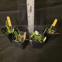 Holcoglossum flavescens, blooming size orchid species. Miniature.