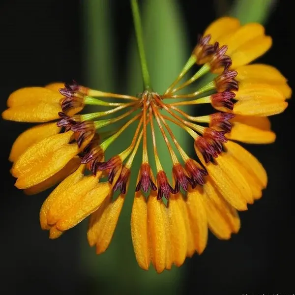 Bulbophyllum skeatianum sp