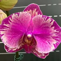 Phalaenopsis I Hsin Camile 2.5"