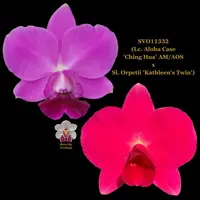 Cattleya Orchid Hybrid SVO11332 (Lc. Aloha Case 'Ching Hua' AM/AOS x Sl. Orpetii 'Kathleen's Twin')