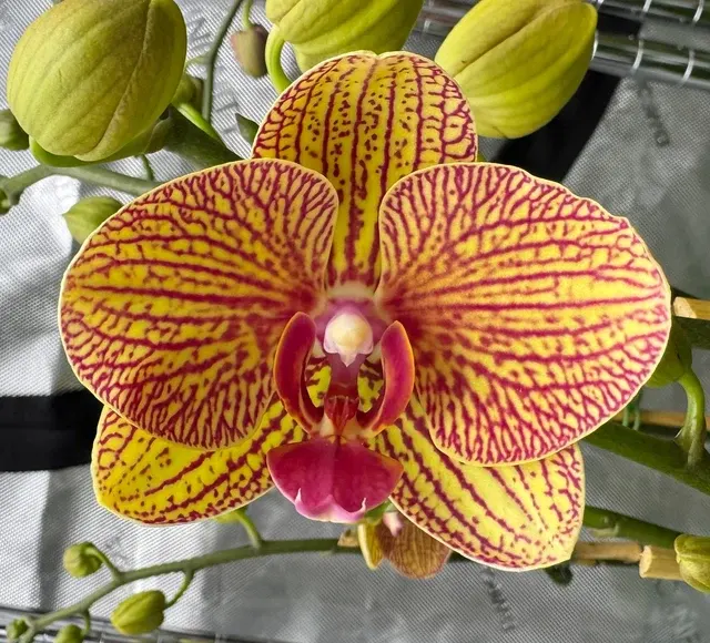 Phalaenopsis KV Beauty