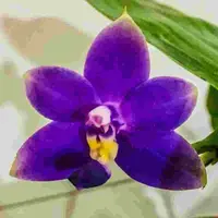 Phal. violacea Indigo blue x Phal. violacea red