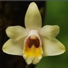 Dendrobium chittimae sp (Dendrobium)
