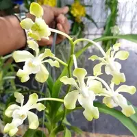 Vanda dennisoniana 'cream' chinentorn sp.