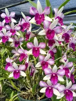 Ready to Flower Size Dendrobium Frieda
