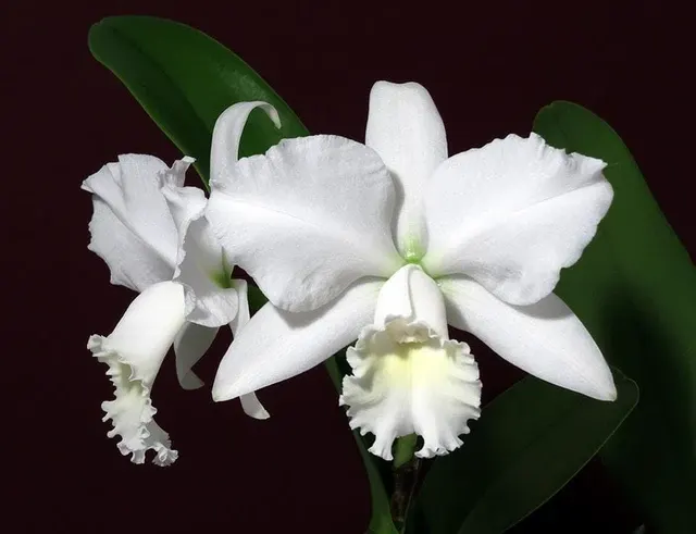 Cattleya Alliance - Cattleya Hawaiian Wedding Song HCC/AOS 'Virgin'