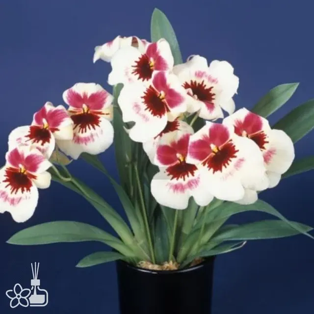 Miltoniopsis Enzan