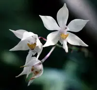 Caularthron bicornutum 4in