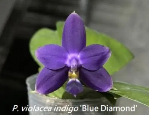 Phalaenopsis violacea 'Blue Diamond' (Phalaenopsis)