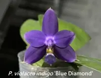 Phal. violacea indigo 'Blue Diamond' (SG126) (Polychilos - Amboinenses - violacea )
