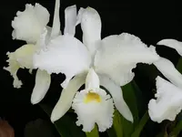 Cattleya jenmanii var. alba
