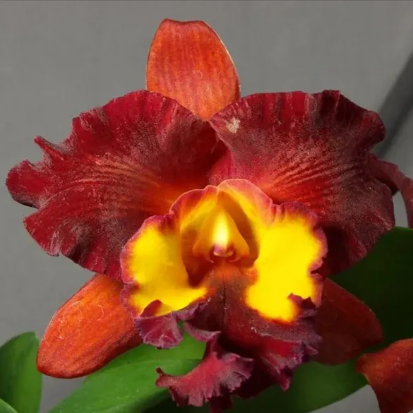 Rhyncholaeliocattleya Prima Degracia
