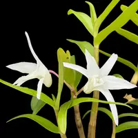 Dendrobium moniliforme