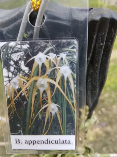 Brassavola appendiculata (Brassavola)