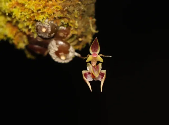 Bulbophyllum ayuthayense (Bulbophyllum)
