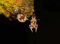Bulbophyllum ayuthayense