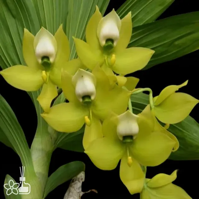 Cycnoches Mass Confusion