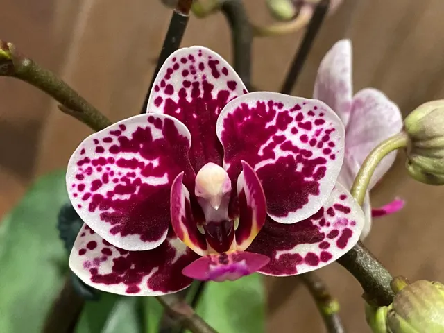 Phalaenopsis Dtps Lianher Scallop
