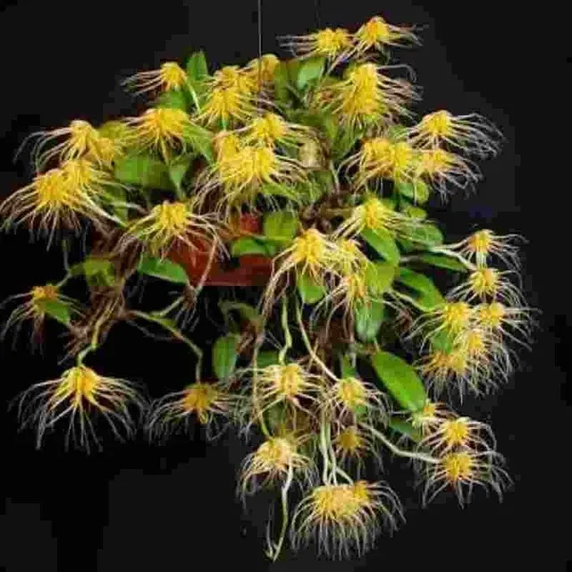 Bulbophyllum vaginatum sp (Bulbophyllum)