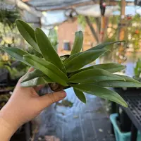 Paphiopedilum QF Charles Halo (charlesworthii x QF Hawaiian Halo) — Hybridized in the USA