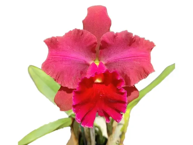 Rhyncholaeliocattleya Maria Ingle (Rhyncholaeliocattleya)