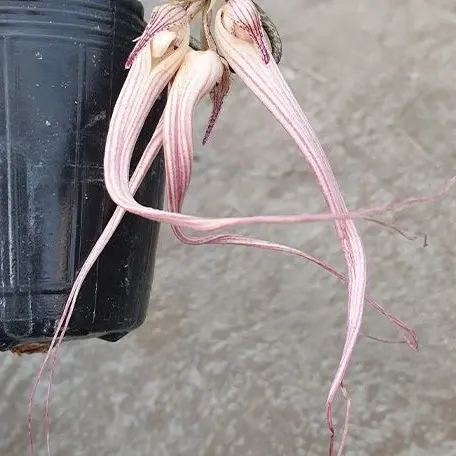 Bulbophyllum longissimum × sib (Bulbophyllum)