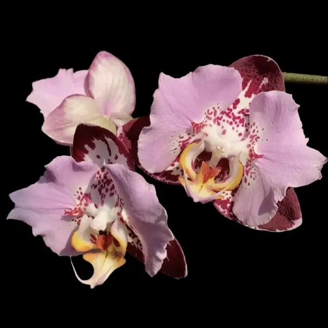 Phalaenopsis Fangmei Black Piano