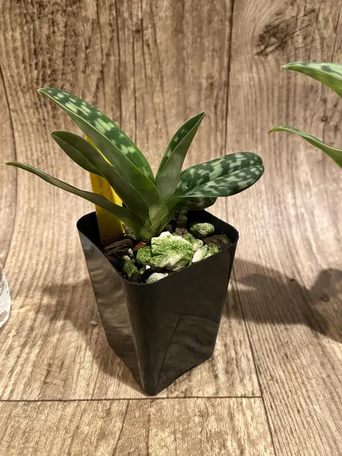 Paphiopedilum Fulgens (Paphiopedilum)