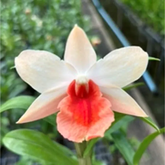 Dendrobium Frosty Dawn x Dawn Maree
