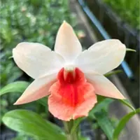 Dendrobium Orchid (Frosty Dawn x Dawn Maree) #1 Exotic Plant