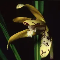 Maxillaria picta 'Merry-go-Round' AM/SAOC
