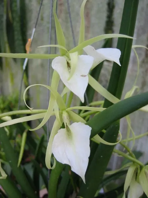 Brassavola nodosa 'Big Plant' (Brassavola)