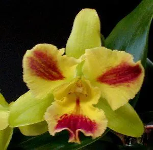 Potinara BURANA BEAUTY