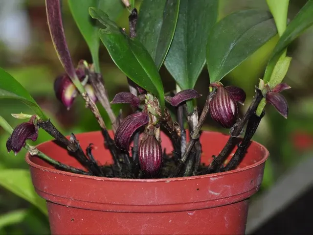 Zootrophion atropurpureum (Zootrophion)