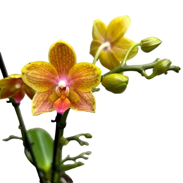 Phalaenopsis Yaphon Perbalm Variation