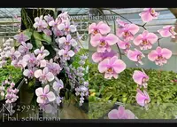Phal. schilleriana (" Prince Compacta " x " Prince Giant " )
