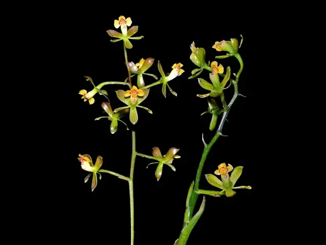 Epidendrum negropautense (Epidendrum)