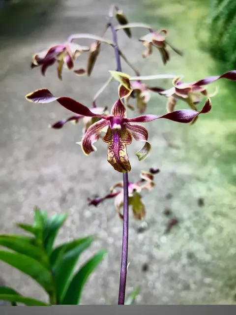 Dendrobium Jairak Firehorn 'Spider' (Dendrobium)