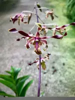 Dendrobium Jairak Firehorn "Spider"