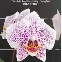 Phal. Miki Leopard Beauty 'Snowflare', Silver Leaves, Blooming Size, FREE Shipping