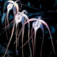 Brassavola cuculata sp.