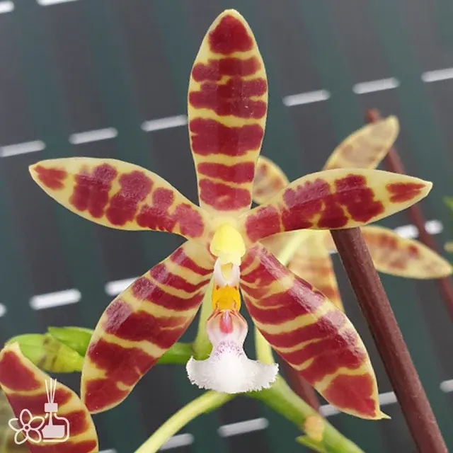 Phalaenopsis Almanis '3045' (Phalaenopsis)