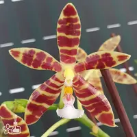 [Rooted][AS-IS] Phal. Almanis '3045' 亞曼尼斯 '3045' [2.5" BS][July in Stock]