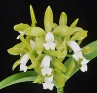 C. Mini-green (tigrina alba x forbesii aurea) Cattleya Orchid Plant 2.25" Pot