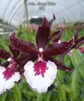 Colm. Massai White — Blooming size