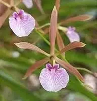 Encyclia bractescens — NBS / Nonblooming