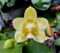 Phal. Yaphon Gelacea