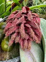 Bulbophyllum phalaenopsis