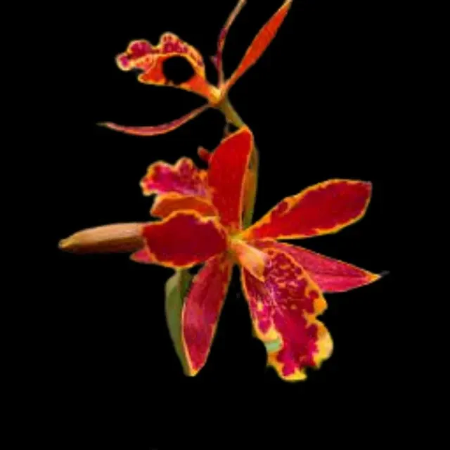 Cattleya Alliance: Epilaeliocattleya Volcano Trick 'Red Lava'