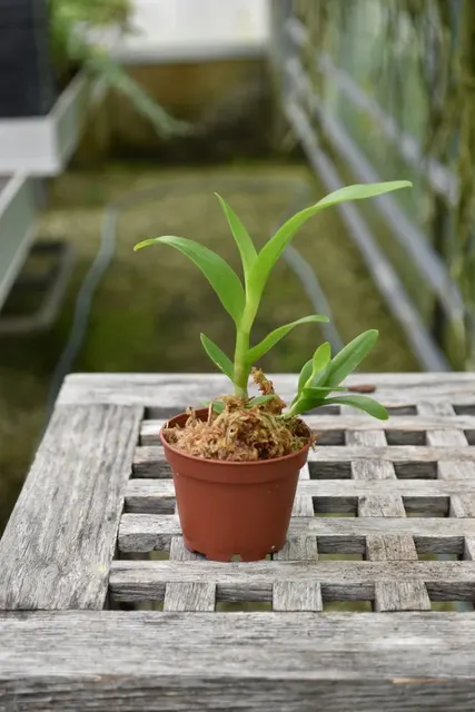 Dendrobium taurinum